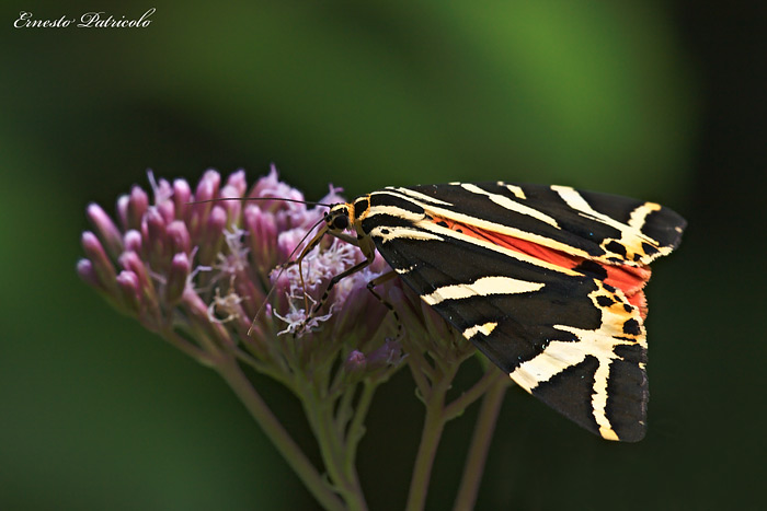 Euplagia quadripunctaria